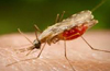Malaria, Dengue fear grips DK